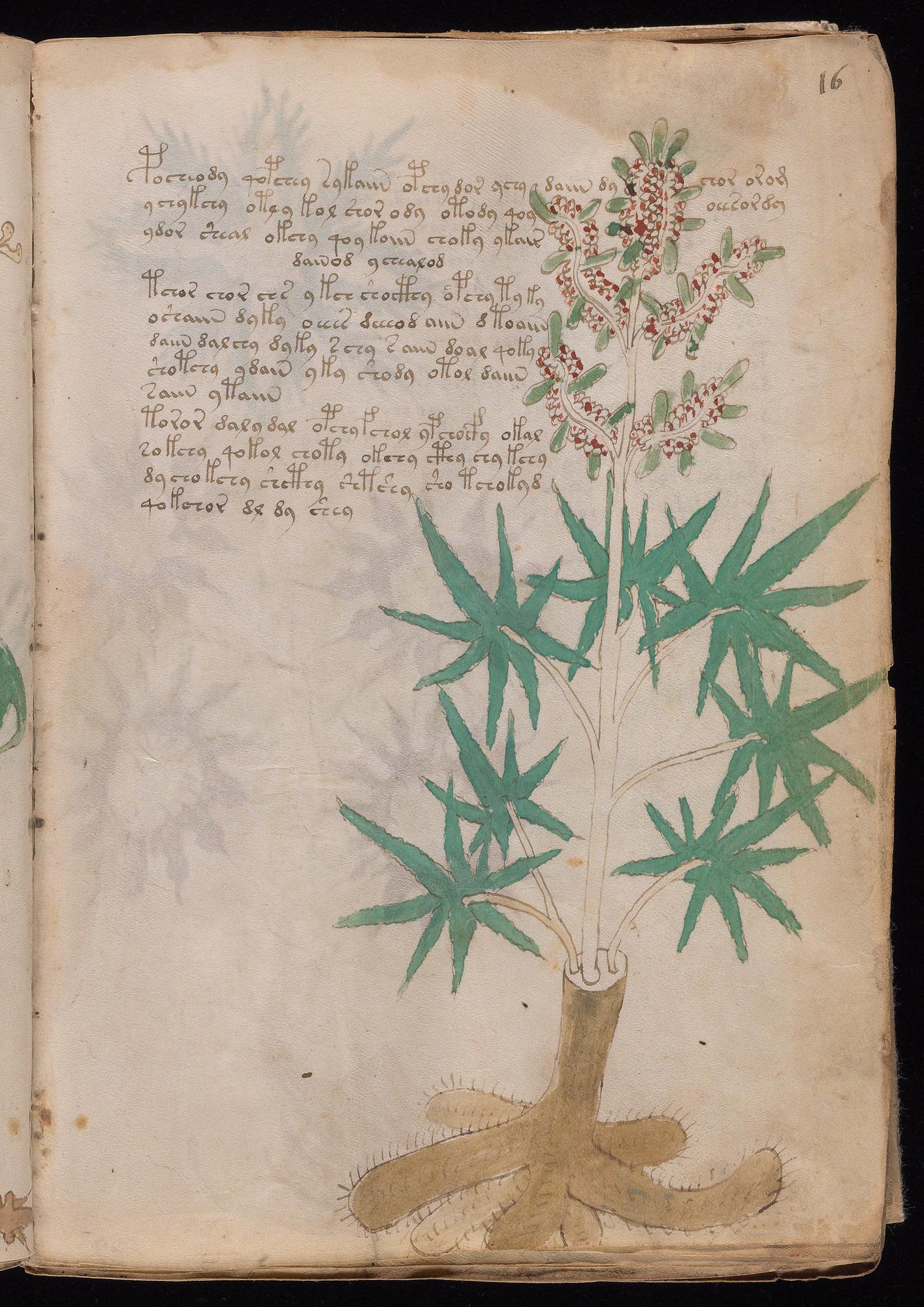 Herbal Page 29